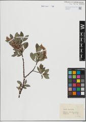 Foto von Salix hastata L.